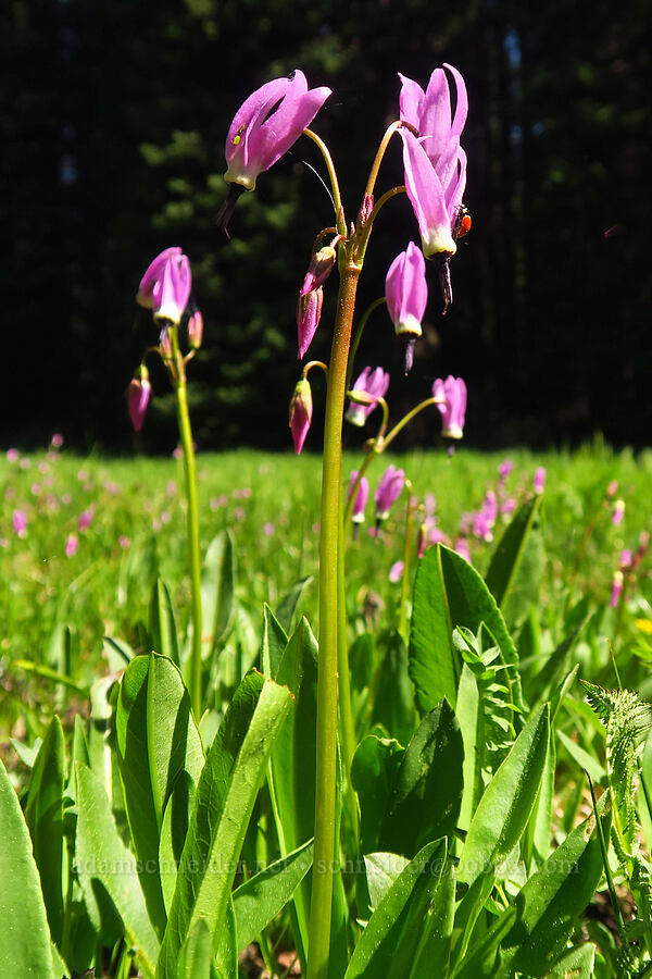 alpine shooting stars (Dodecatheon alpinum (Primula tetrandra)) [Bottle Prairie, Mt. Hood National Forest, Hood River County, Oregon]