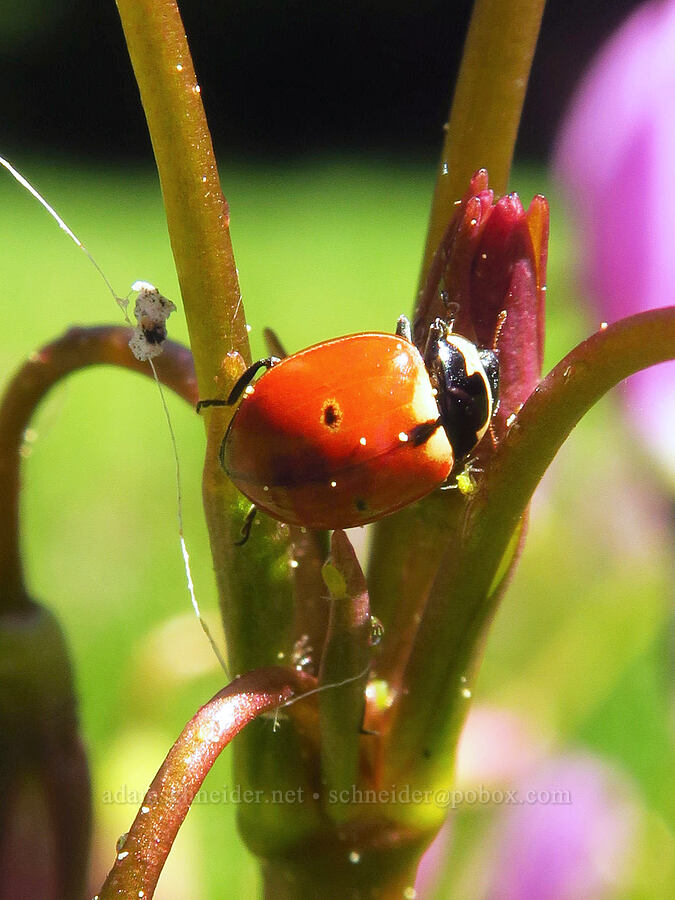three-banded ladybird beetle on shooting stars (Coccinella trifasciata subversa, Dodecatheon alpinum (Primula tetrandra)) [Bottle Prairie, Mt. Hood National Forest, Hood River County, Oregon]