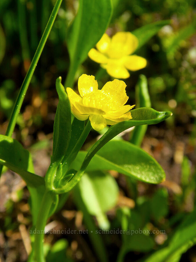 plantain-leaf buttercup (Ranunculus alismifolius) [Bottle Prairie, Mt. Hood National Forest, Hood River County, Oregon]
