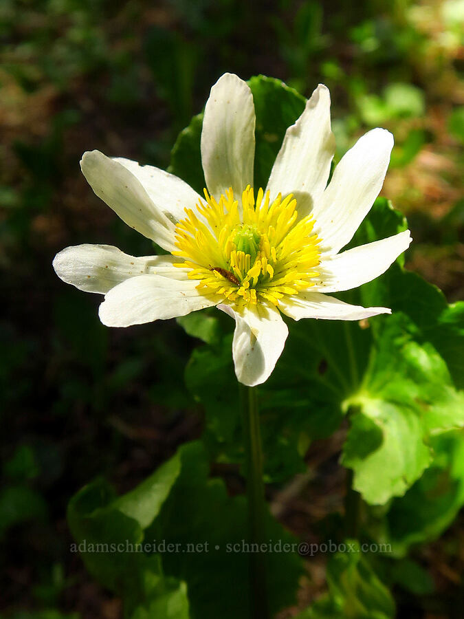 white marsh-marigold (Caltha biflora (Caltha leptosepala var. biflora)) [Bottle Prairie, Mt. Hood National Forest, Hood River County, Oregon]