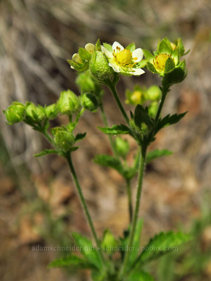 sticky cinquefoil (Drymocallis glandulosa (Potentilla glandulosa)) [Little Badger Creek Canyon, Badger Creek Wilderness, Wasco County, Oregon]