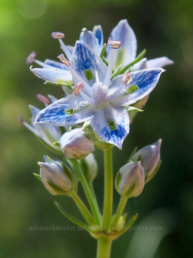white-stem frasera (Frasera albicaulis var. columbiana (Swertia columbiana)) [Little Badger Creek Canyon, Badger Creek Wilderness, Wasco County, Oregon]