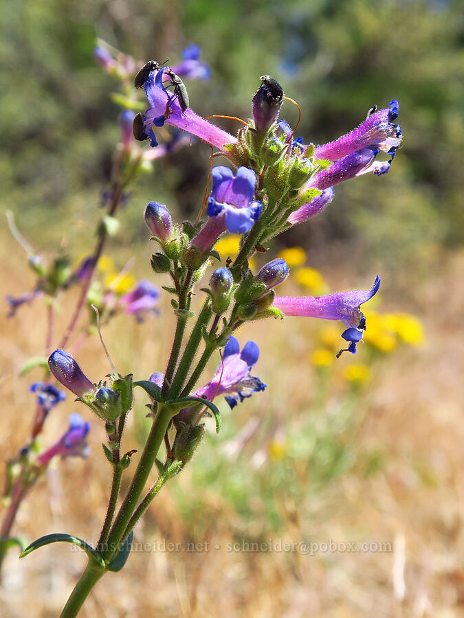 lowly penstemon (Penstemon humilis) [Little Badger Creek Canyon, Badger Creek Wilderness, Wasco County, Oregon]