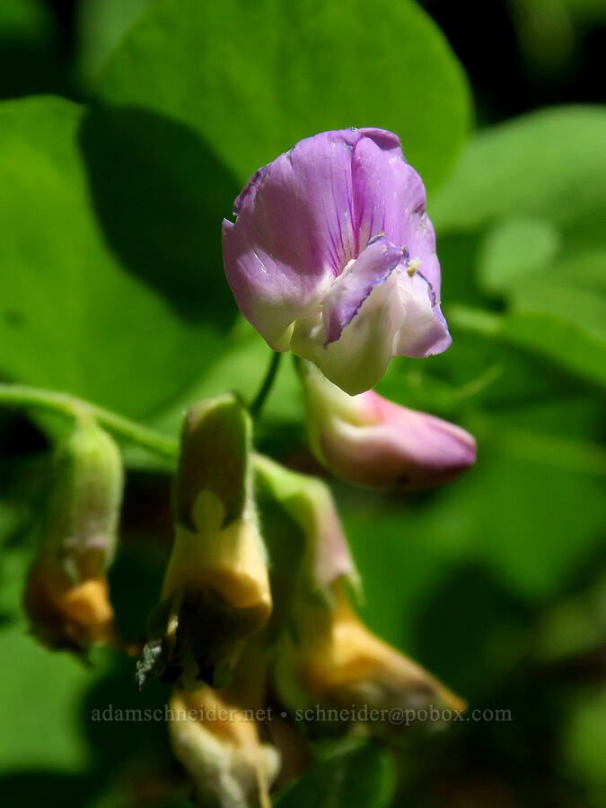 Sierra pea-vine (Lathyrus nevadensis) [Little Badger Trail, Badger Creek Wilderness, Wasco County, Oregon]
