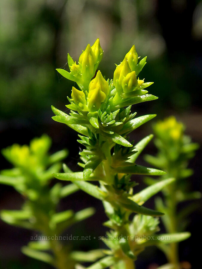 worm-leaf stonecrop, budding (Sedum stenopetalum) [Little Badger Trail, Badger Creek Wilderness, Wasco County, Oregon]