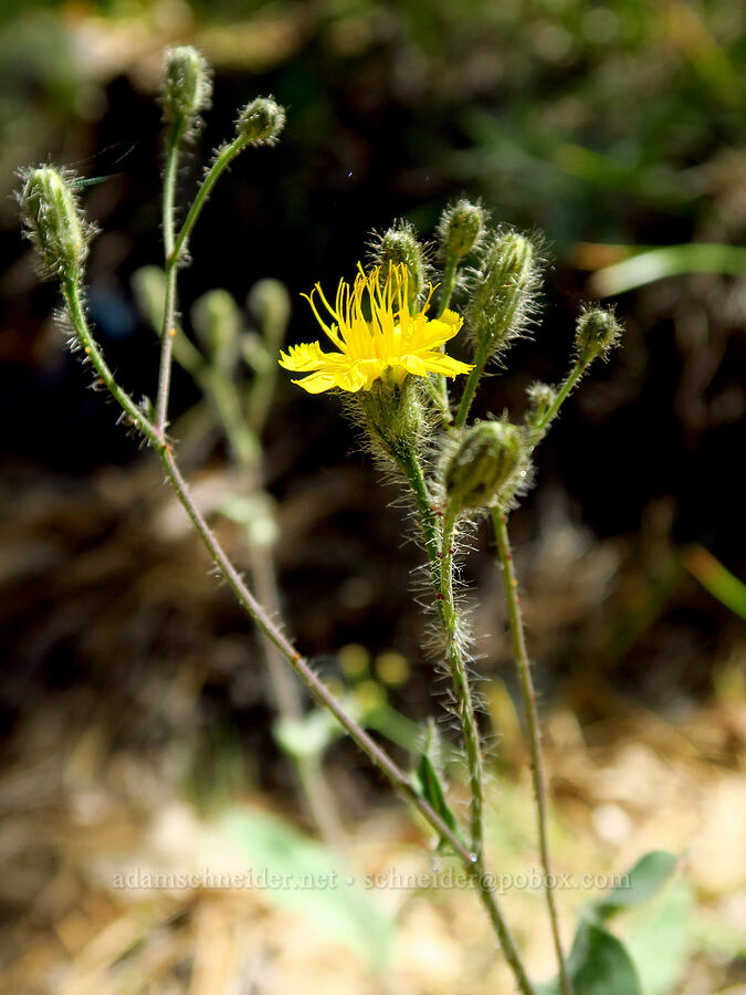 Scouler's hawkweed (Hieracium scouleri (Pilosella scouleri)) [Little Badger Trail, Badger Creek Wilderness, Wasco County, Oregon]