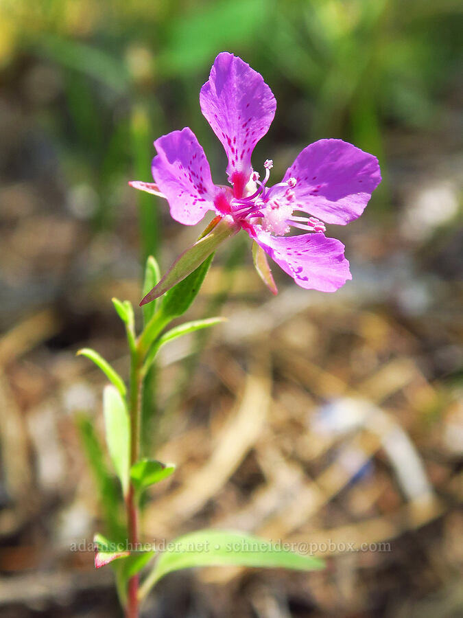 diamond clarkia (Clarkia rhomboidea) [Little Badger Trail, Badger Creek Wilderness, Wasco County, Oregon]