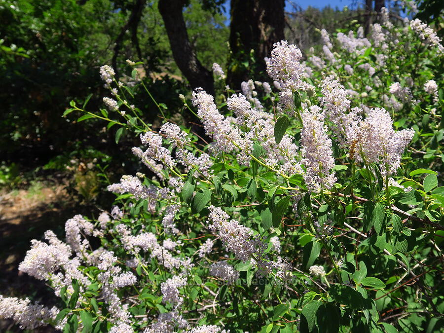 deer brush (Ceanothus integerrimus) [Little Badger Trail, Badger Creek Wilderness, Wasco County, Oregon]
