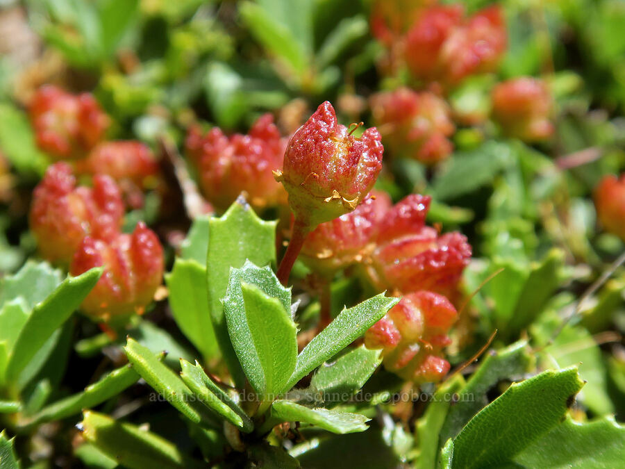 mahala mat, going to seed (Ceanothus prostratus) [Little Badger Trail, Badger Creek Wilderness, Wasco County, Oregon]