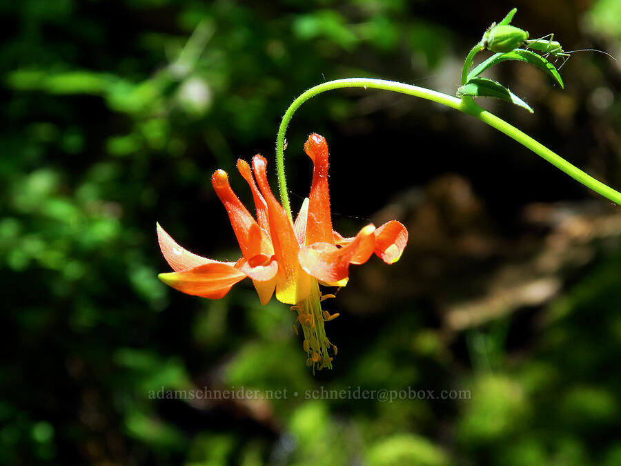 western columbine (Aquilegia formosa) [Little Badger Trail, Badger Creek Wilderness, Wasco County, Oregon]