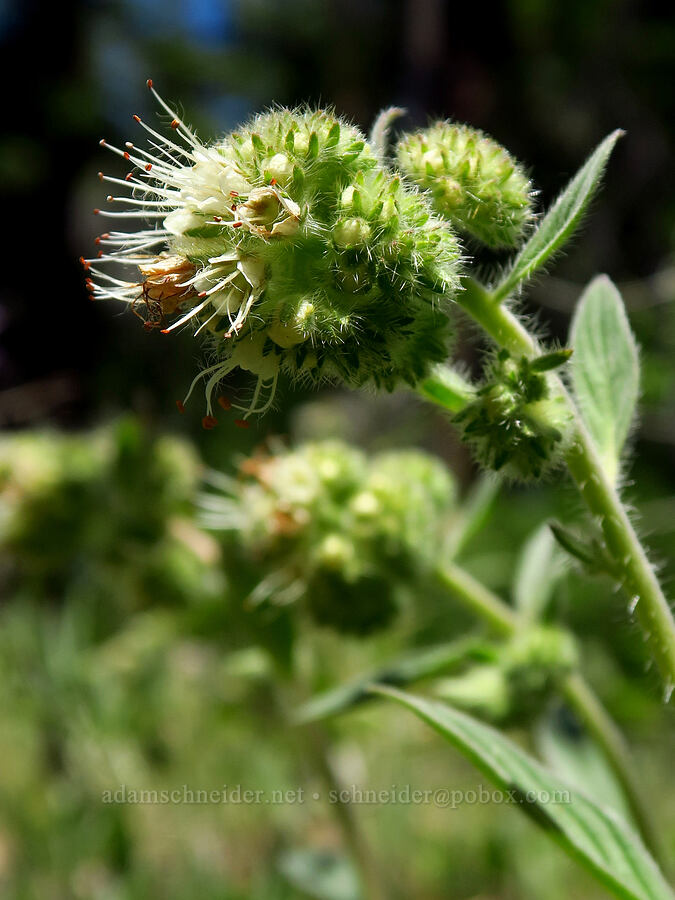 phacelia (Phacelia hastata) [Little Badger Trail, Badger Creek Wilderness, Wasco County, Oregon]