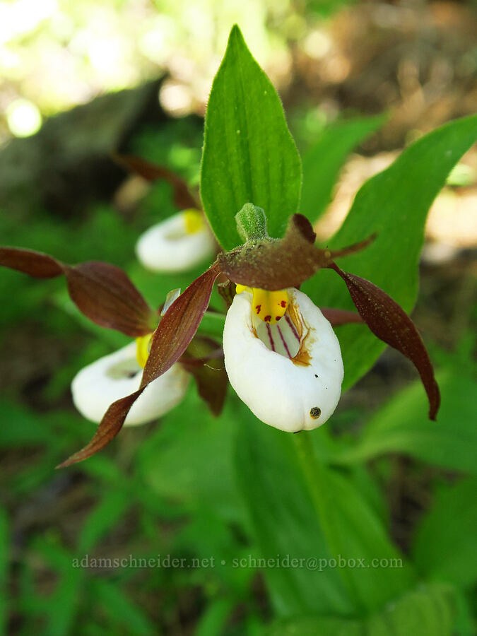 mountain lady's-slipper orchids (Cypripedium montanum) [Little Badger Trail, Badger Creek Wilderness, Wasco County, Oregon]
