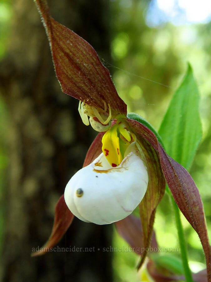 mountain lady's-slipper orchid & crab spider (Cypripedium montanum, Misumena vatia) [Little Badger Trail, Badger Creek Wilderness, Wasco County, Oregon]