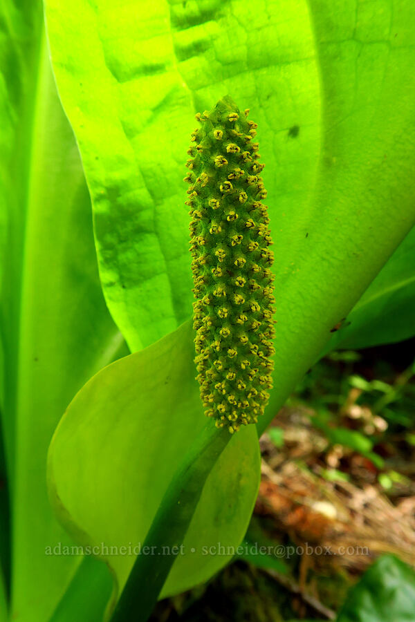 skunk cabbage (Lysichiton americanus) [Little Badger Trail, Badger Creek Wilderness, Wasco County, Oregon]