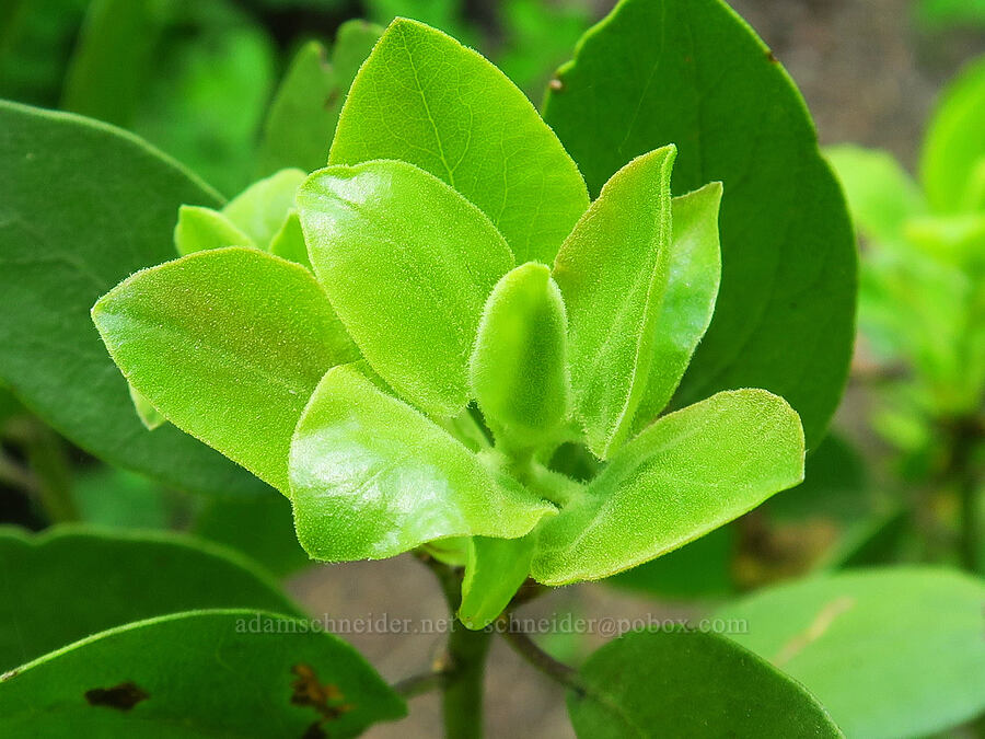 sticky new manzanita leaves (Arctostaphylos patula) [Little Badger Trail, Badger Creek Wilderness, Wasco County, Oregon]