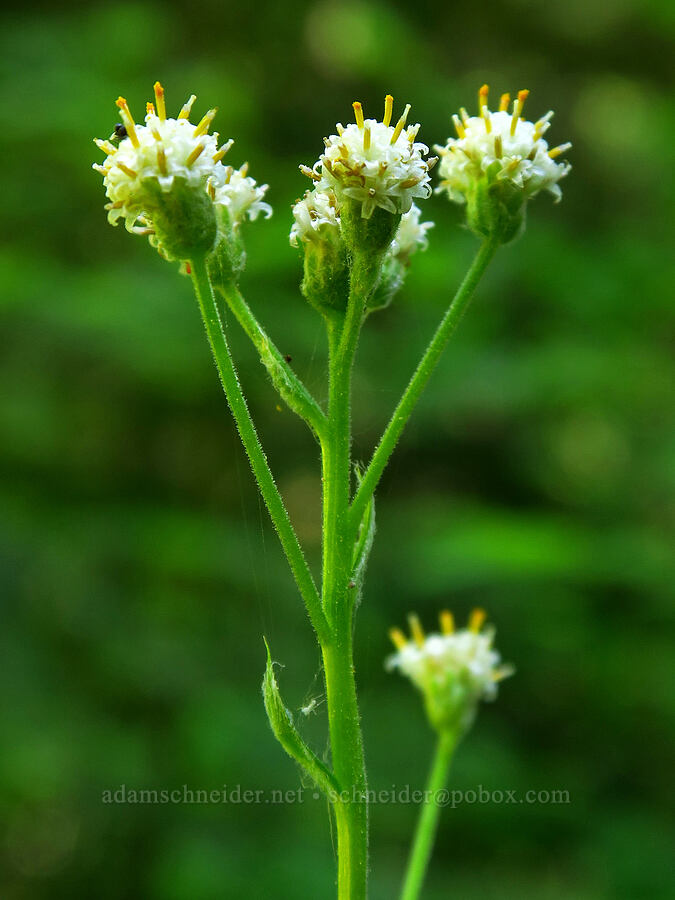 Hooker's pussy-toes (Antennaria racemosa) [Little Badger Trail, Badger Creek Wilderness, Wasco County, Oregon]