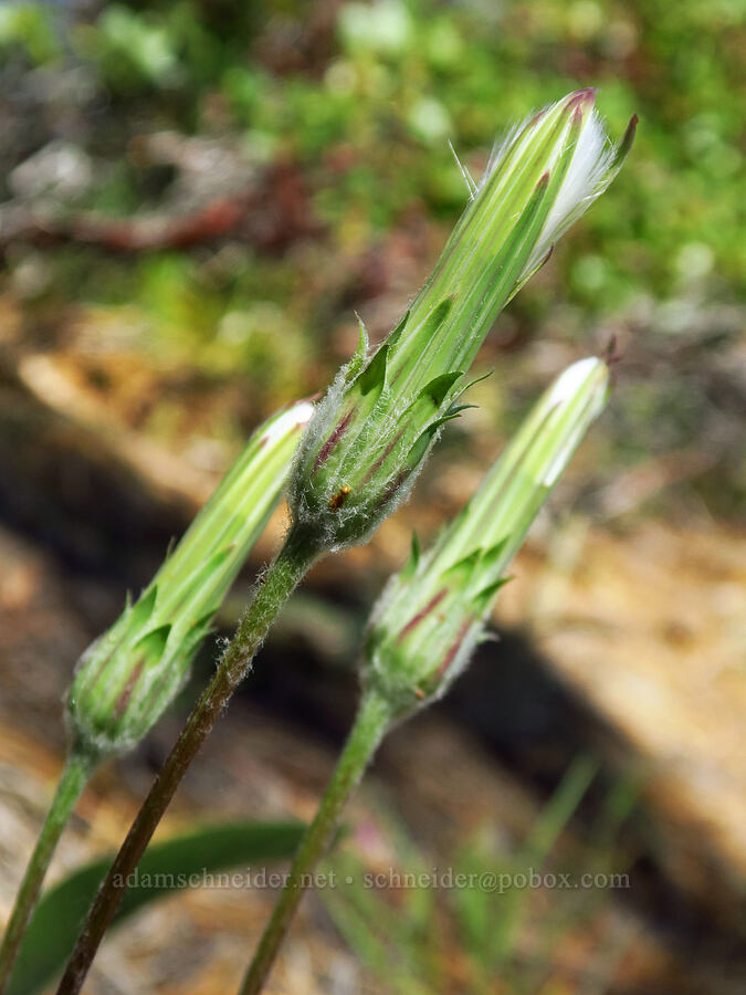 agoseris, goiing to seed (Agoseris sp.) [Little Badger Trail, Badger Creek Wilderness, Wasco County, Oregon]