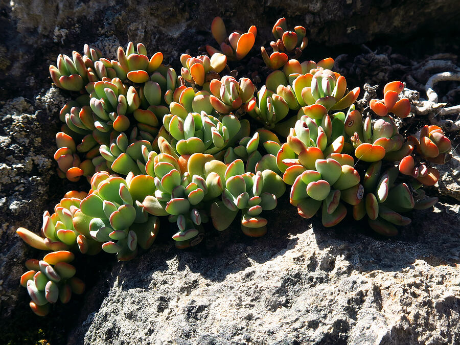 creamy stonecrop leaves (Sedum oregonense) [Little Badger Trail, Badger Creek Wilderness, Wasco County, Oregon]