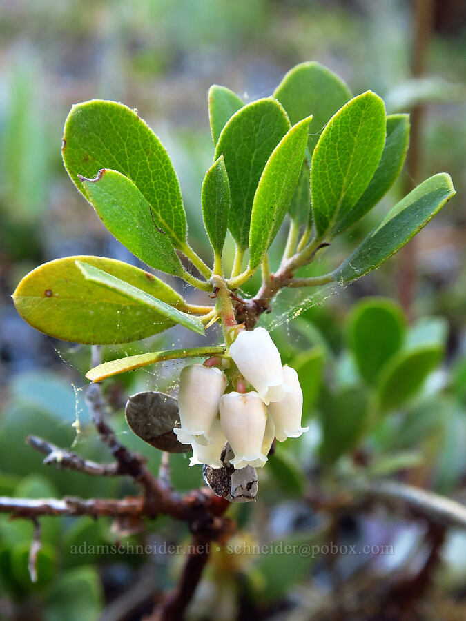 pine-mat manzanita (Arctostaphylos nevadensis) [Little Badger Trail, Badger Creek Wilderness, Wasco County, Oregon]
