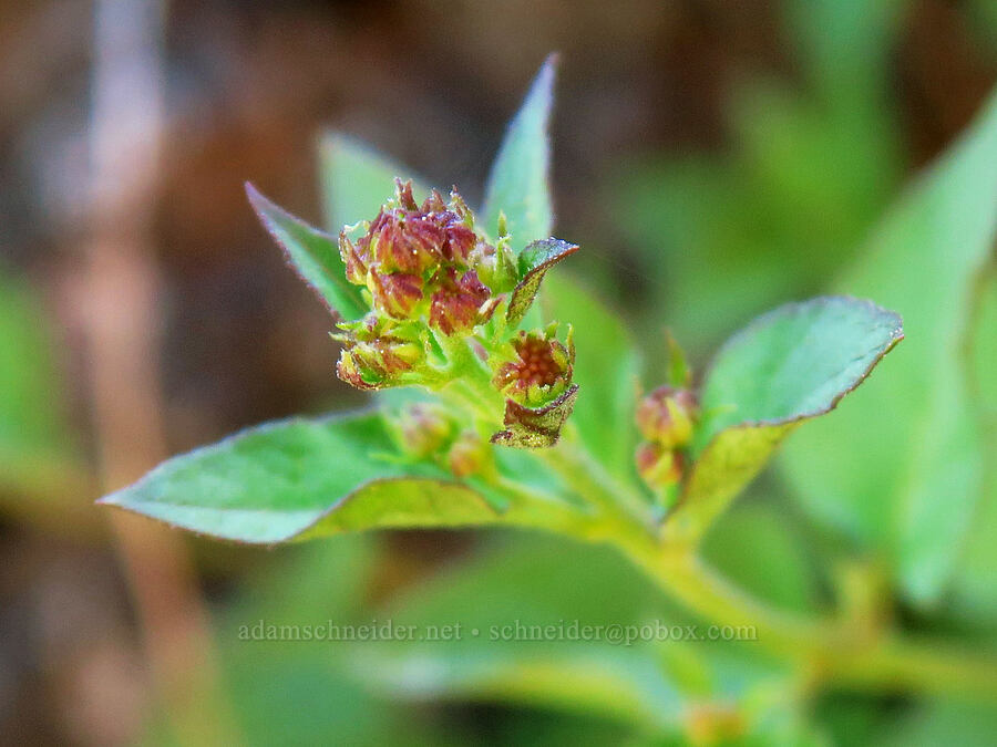 western snake-root, budding (Ageratina occidentalis (Eupatorium occidentale)) [Little Badger Trail, Badger Creek Wilderness, Wasco County, Oregon]