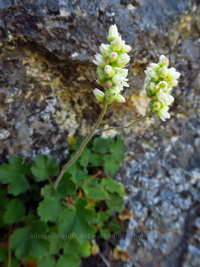 round-leaf alumroot (Heuchera cylindrica) [Little Badger Trail, Badger Creek Wilderness, Wasco County, Oregon]