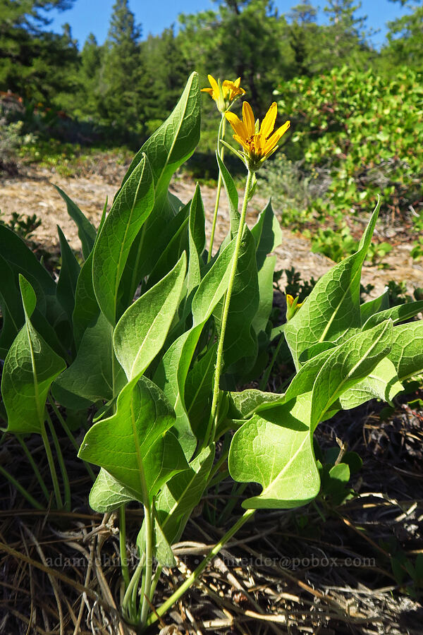 very small balsamroot (Balsamorhiza sp.) [Little Badger Trail, Badger Creek Wilderness, Wasco County, Oregon]