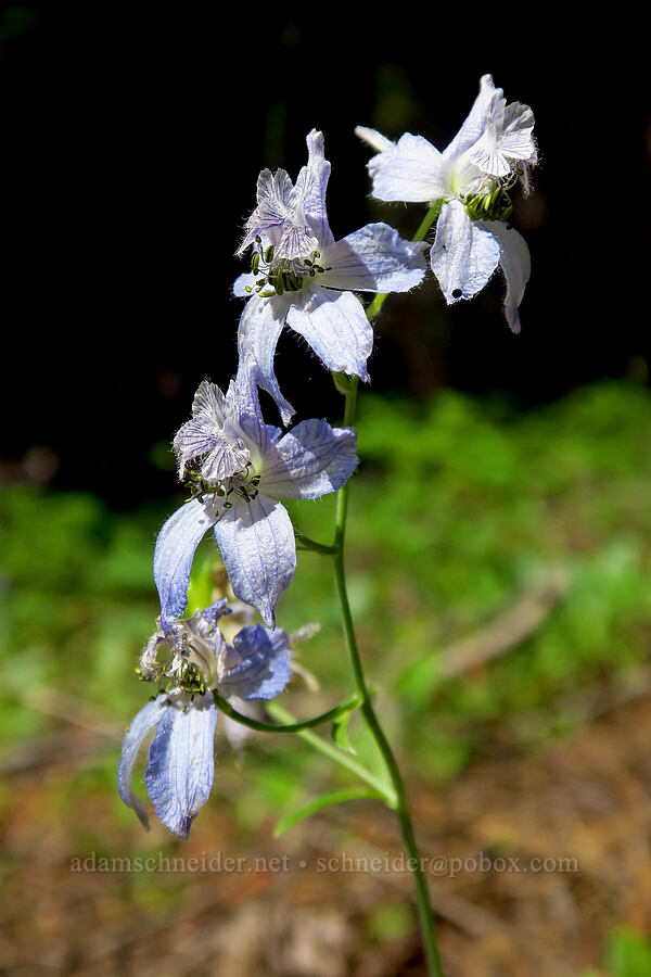 larkspur (Delphinium nuttallianum) [Little Badger Trail, Badger Creek Wilderness, Wasco County, Oregon]