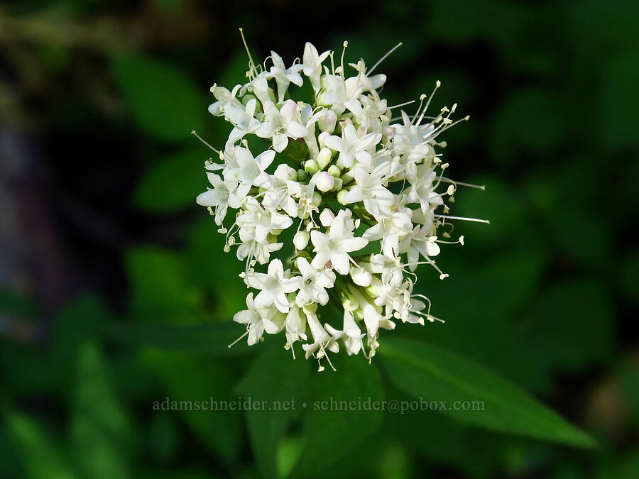 Sitka valerian (Valeriana sitchensis) [Little Badger Trail, Badger Creek Wilderness, Wasco County, Oregon]