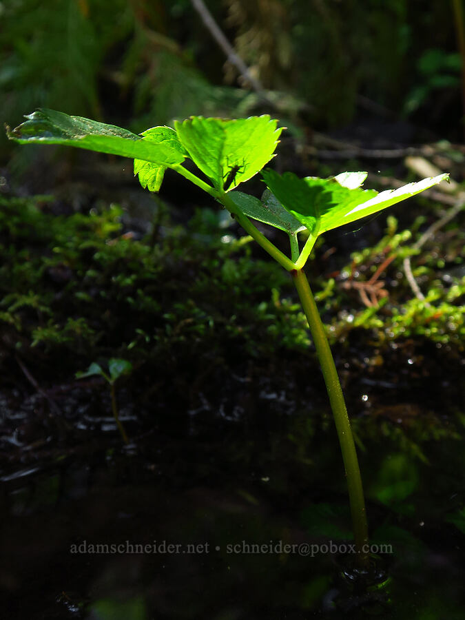 kneeling angelica (Angelica genuflexa) [Little Badger Trail, Badger Creek Wilderness, Wasco County, Oregon]