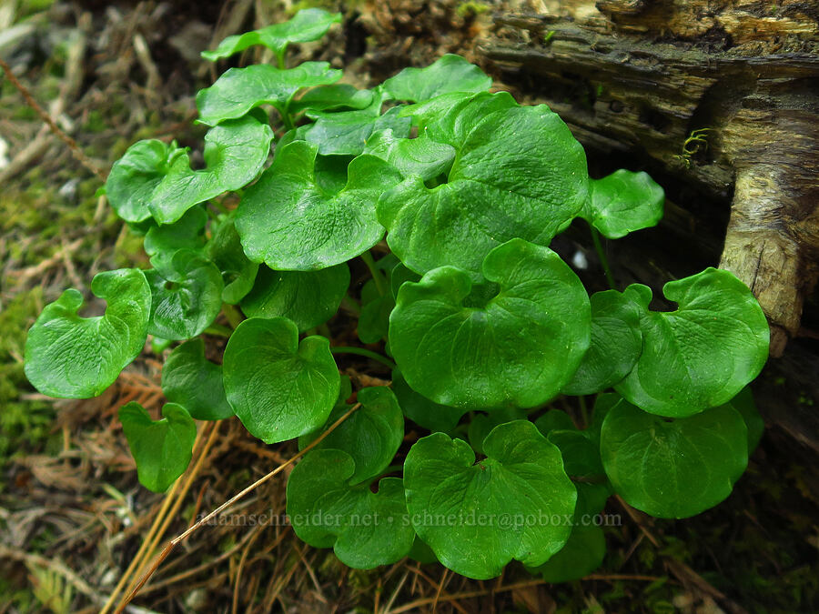marsh-marigold leaves (Caltha biflora (Caltha leptosepala var. biflora)) [Little Badger Trail, Badger Creek Wilderness, Wasco County, Oregon]