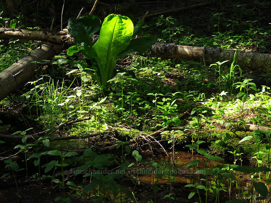 a spring [Little Badger Trail, Badger Creek Wilderness, Wasco County, Oregon]
