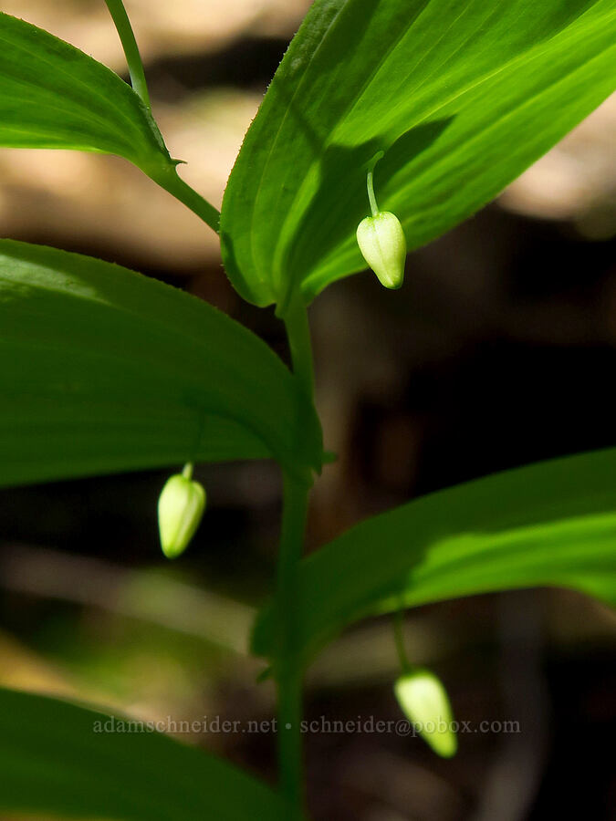 clasping twisted-stalk, budding (Streptopus amplexifolius) [Little Badger Trail, Badger Creek Wilderness, Wasco County, Oregon]