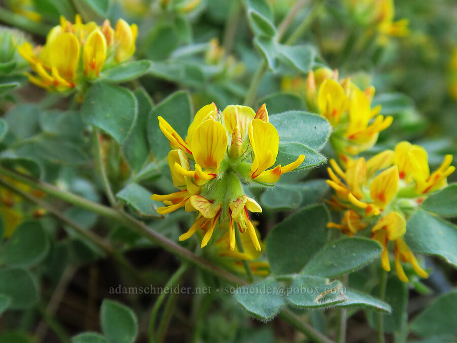 Nevada deer-vetch (Acmispon nevadensis (Lotus nevadensis)) [School Canyon Trail, Badger Creek Wilderness, Wasco County, Oregon]