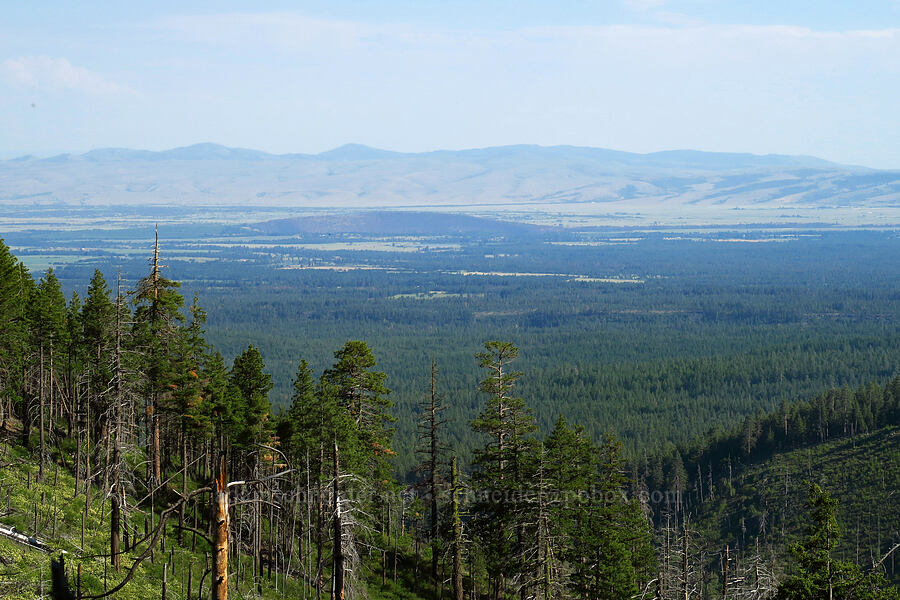 Mutton Mountains [School Canyon Trail, Badger Creek Wilderness, Wasco County, Oregon]