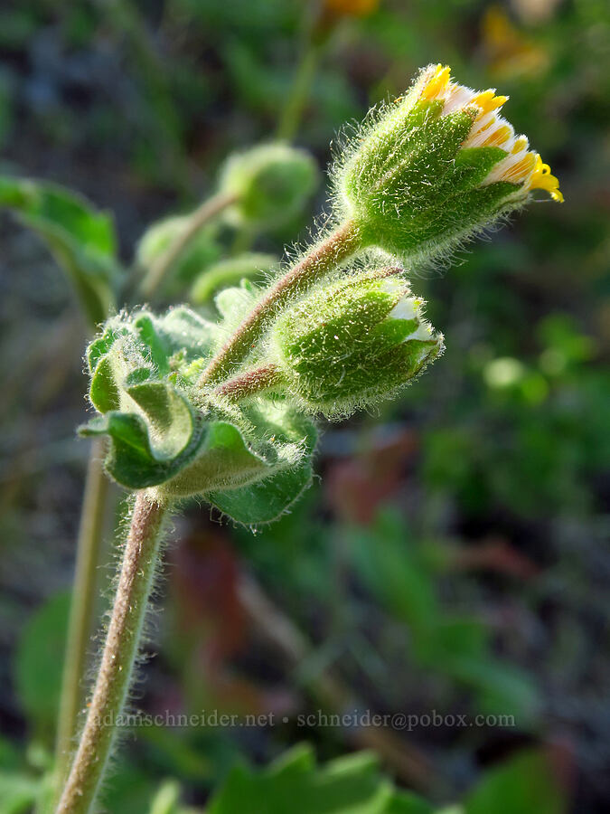 rayless arnica (Arnica discoidea) [School Canyon Trail, Badger Creek Wilderness, Wasco County, Oregon]