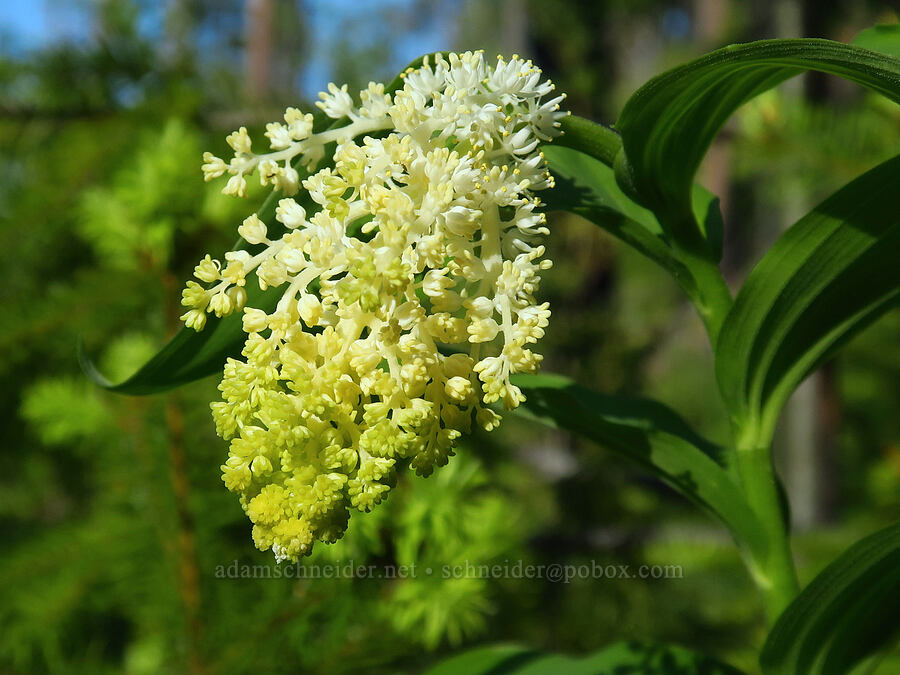 feathery false Solomon's-seal (Maianthemum racemosum ssp. amplexicaule (Smilacina racemosa)) [School Canyon Trail, Badger Creek Wilderness, Wasco County, Oregon]