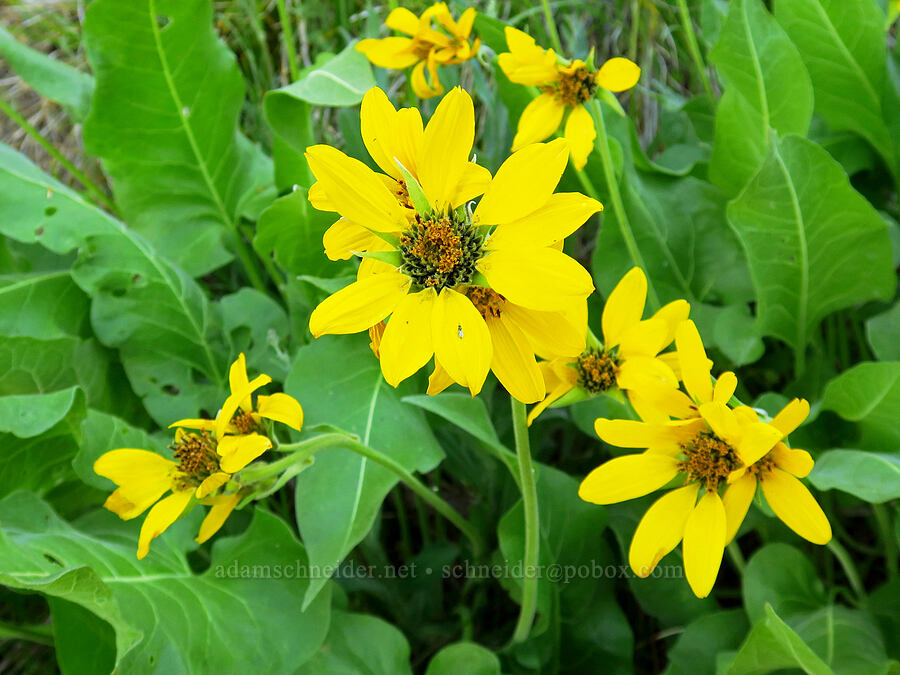 Carey's balsamroot (Balsamorhiza careyana) [School Canyon Trail, Badger Creek Wilderness, Wasco County, Oregon]