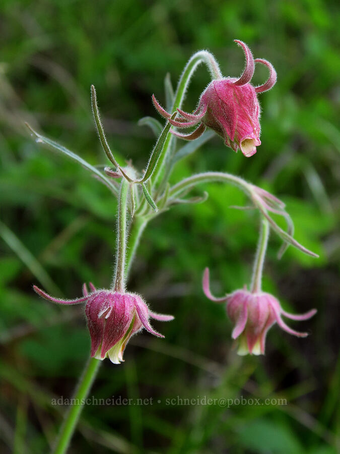 prairie smoke (Geum triflorum) [School Canyon Trail, Badger Creek Wilderness, Wasco County, Oregon]