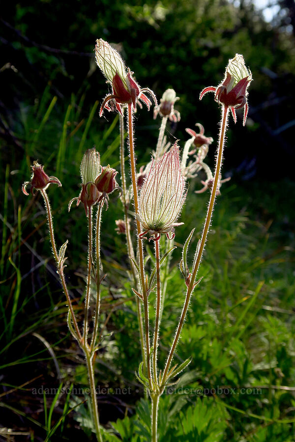 prairie smoke (Geum triflorum) [School Canyon Trail, Badger Creek Wilderness, Wasco County, Oregon]