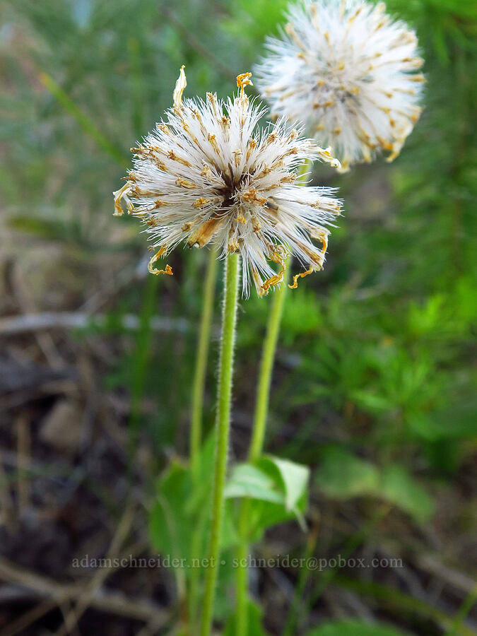 heart-leaf arnica, gone to seed (Arnica cordifolia) [School Canyon Trail, Badger Creek Wilderness, Wasco County, Oregon]