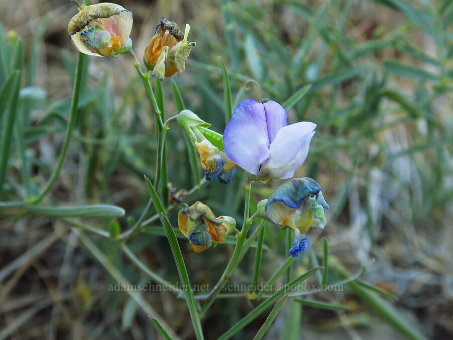 few-flowered pea-vine (Lathyrus pauciflorus) [School Canyon Trail, Badger Creek Wilderness, Wasco County, Oregon]