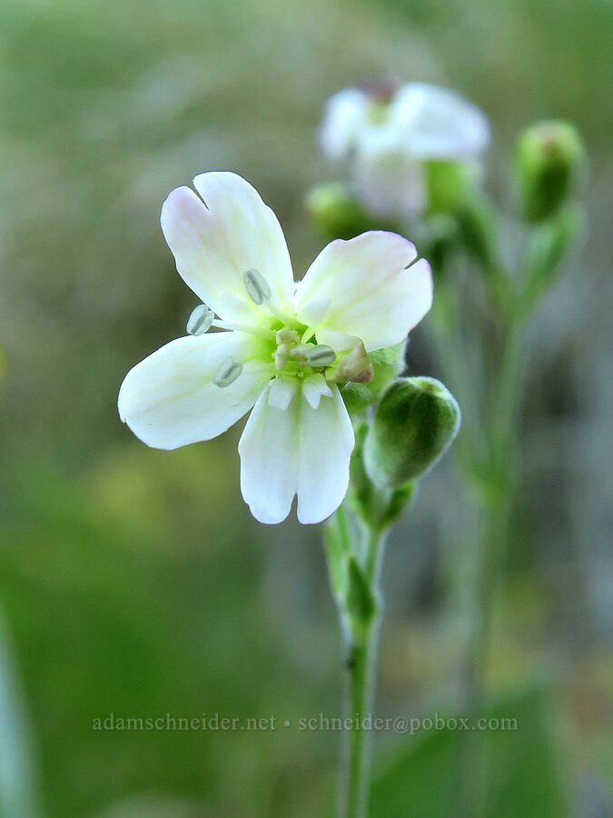 Menzies' catchfly/campion (Silene menziesii) [School Canyon Trail, Badger Creek Wilderness, Wasco County, Oregon]