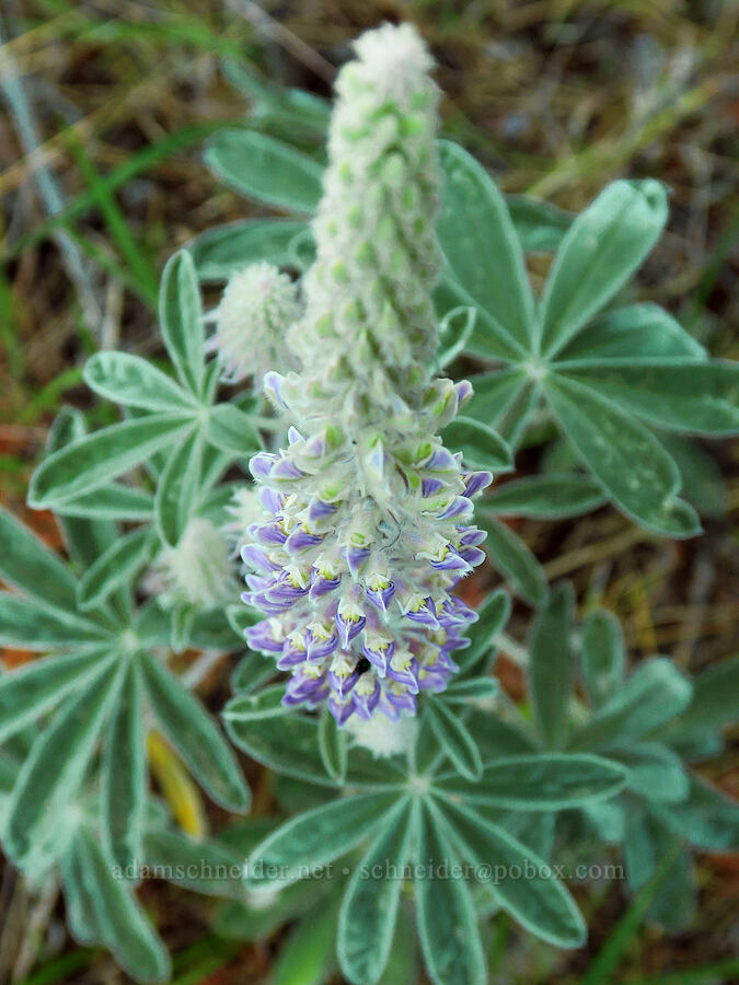velvet lupine (Lupinus leucophyllus) [School Canyon Trail, Badger Creek Wilderness, Wasco County, Oregon]