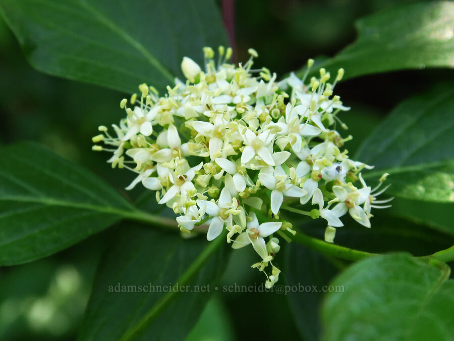 red-osier dogwood (Cornus sericea) [Stafford Creek Trail, Okanogan-Wenatchee National Forest, Kittitas County, Washington]
