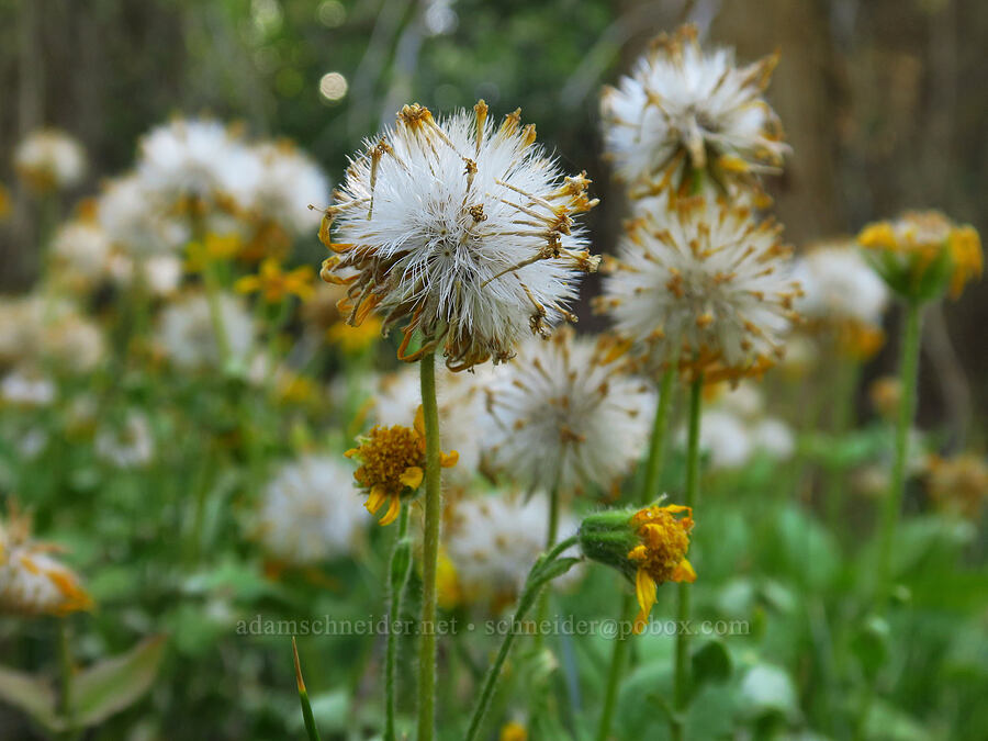 heart-leaf arnica, gone to seed (Arnica cordifolia) [Stafford Creek Trail, Okanogan-Wenatchee National Forest, Kittitas County, Washington]