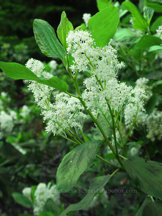 snow-brush ceanothus (Ceanothus velutinus) [Stafford Creek Trail, Okanogan-Wenatchee National Forest, Kittitas County, Washington]