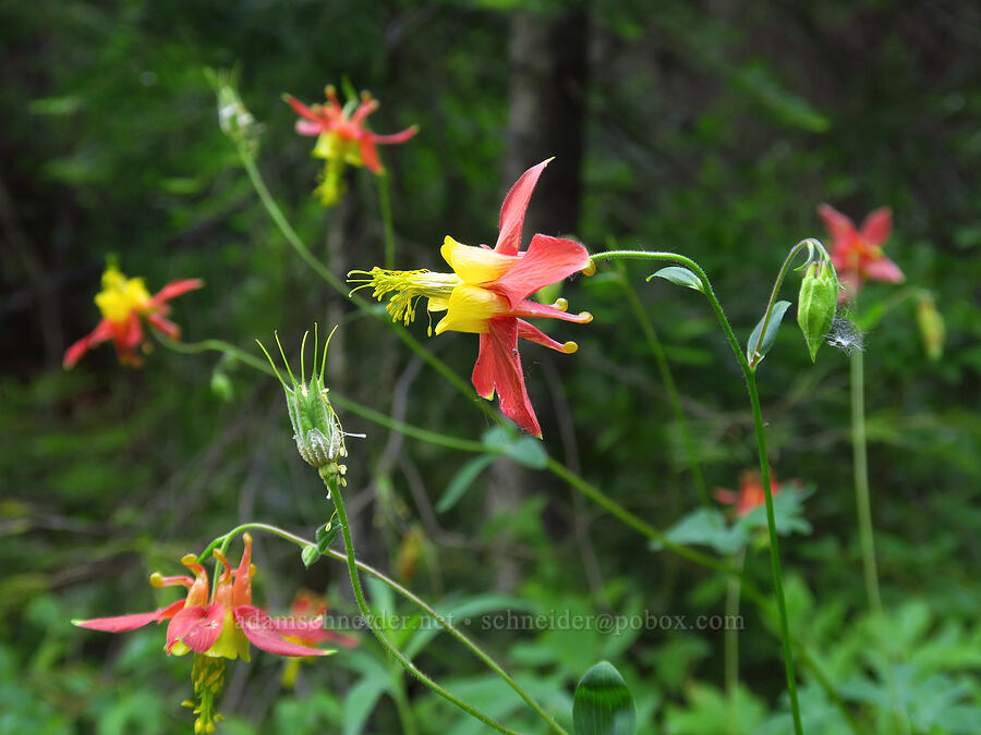western columbine (Aquilegia formosa) [Stafford Creek Trail, Okanogan-Wenatchee National Forest, Kittitas County, Washington]