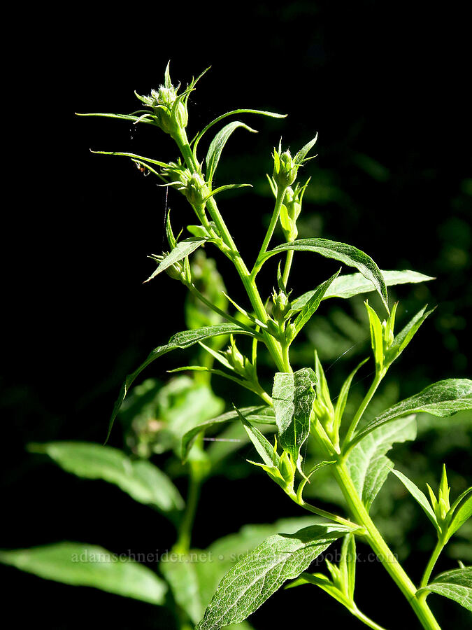 Engelmann's aster, budding (Doellingeria engelmannii (Eucephalus engelmannii) (Aster engelmannii)) [Stafford Creek Trail, Okanogan-Wenatchee National Forest, Kittitas County, Washington]