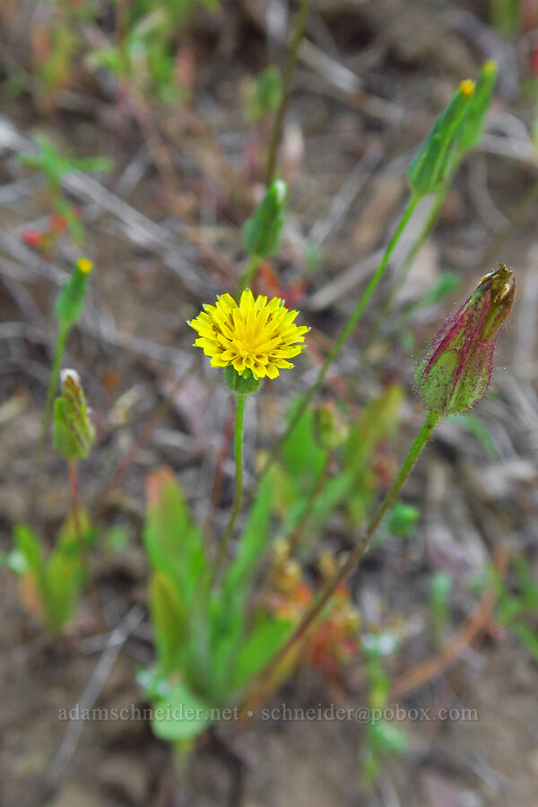 slender hawkweed (Hieracium triste (Hieracium gracile) (Pilosella tristis)) [Stafford Creek Trail, Okanogan-Wenatchee National Forest, Kittitas County, Washington]