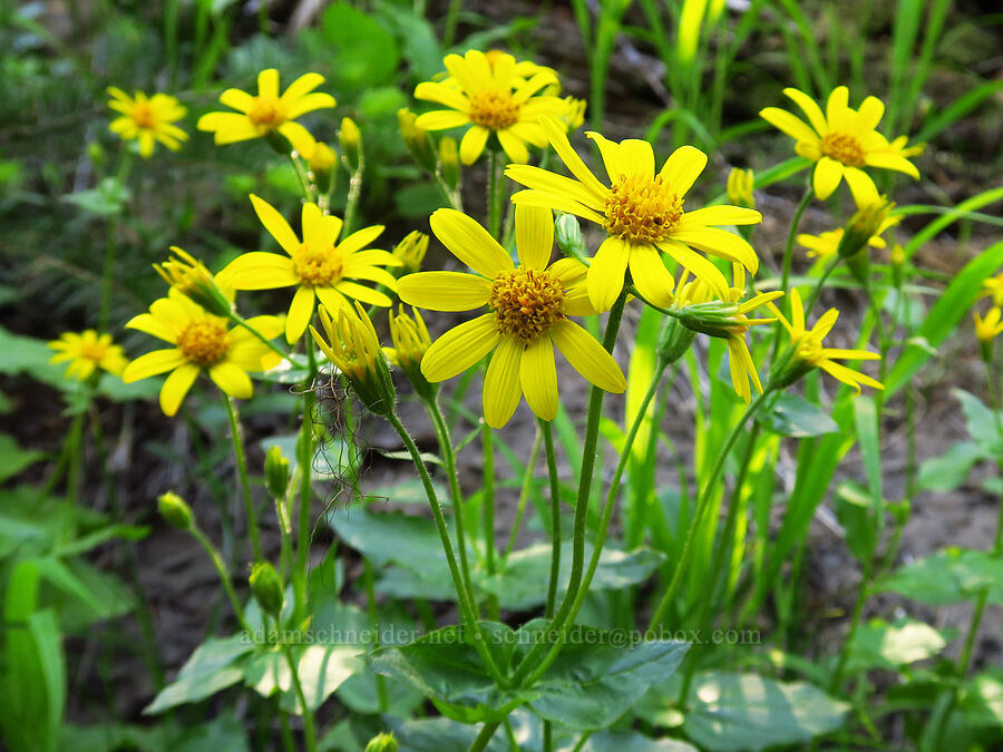 broad-leaf arnica (Arnica latifolia) [Stafford Creek Trail, Okanogan-Wenatchee National Forest, Kittitas County, Washington]